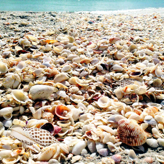 seashells